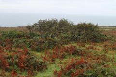 IMG_8964-1