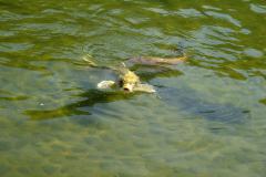 DSCF9026