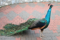 20190304090445_IMG_8251