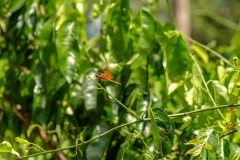 LRM_EXPORT_2696159079575_20190227_160514295