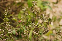 IMG_8738-scaled