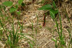 IMG_1010a