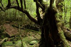 DSCF9317